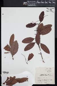 Laguncularia racemosa image