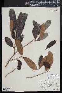 Terminalia arjuna image