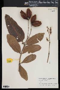 Terminalia arjuna image