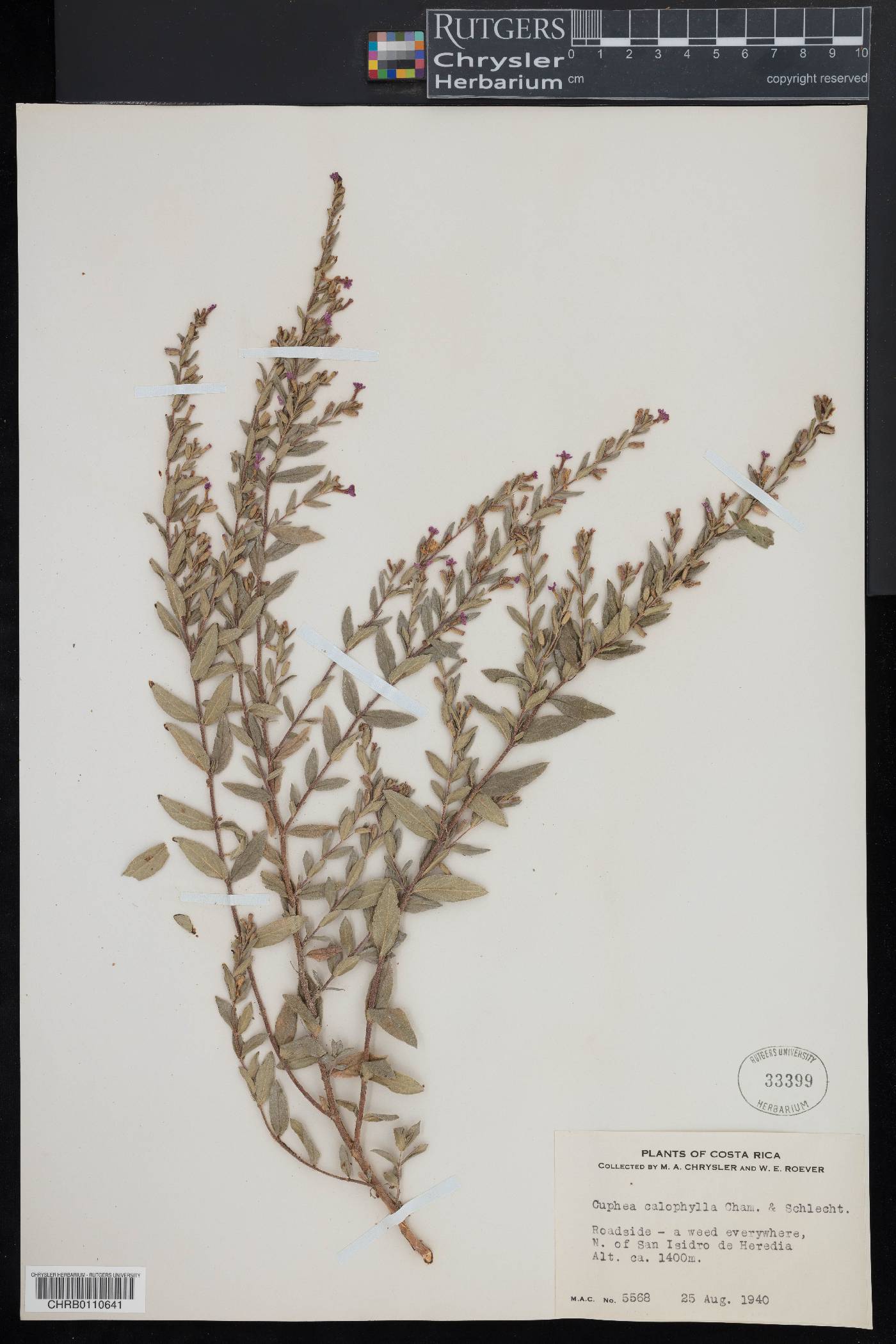 Cuphea calophylla image