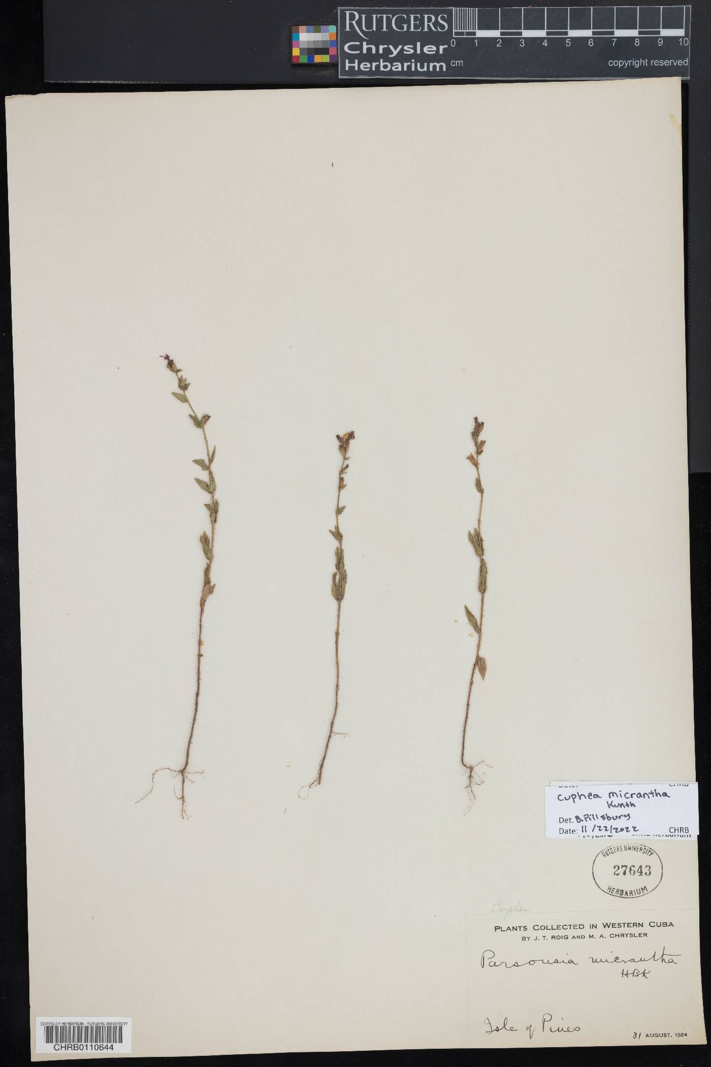 Cuphea micrantha image