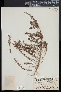 Lythrum maritimum image