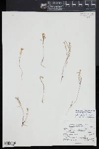 Camissonia strigulosa image