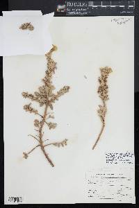 Camissonia cheiranthifolia subsp. cheiranthifolia image