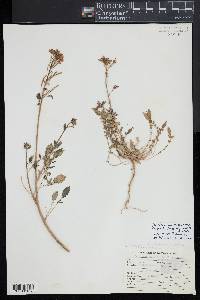 Chylismia claviformis subsp. peeblesii image