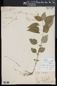 Circaea canadensis image