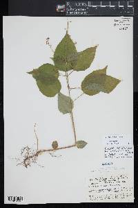 Circaea canadensis image