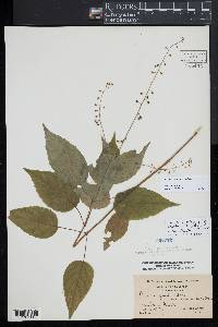 Circaea canadensis image