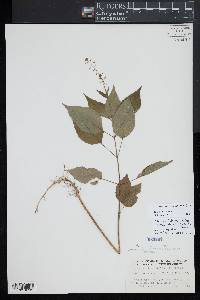 Circaea canadensis image