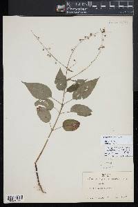 Circaea canadensis image