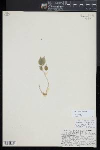 Circaea canadensis image