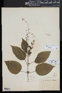 Circaea canadensis subsp. quadrisulcata image