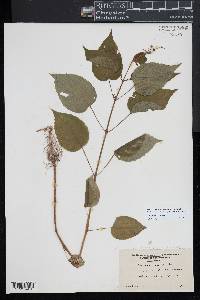 Circaea canadensis image