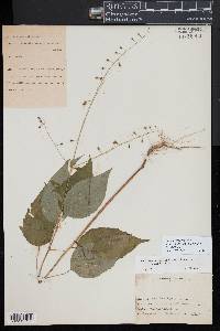 Circaea canadensis image