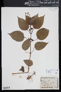 Circaea canadensis image