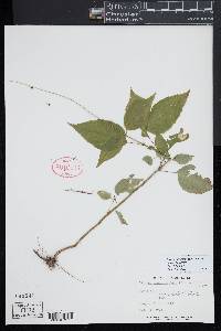 Circaea canadensis image