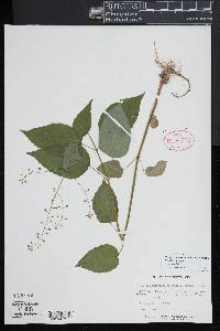 Circaea canadensis image