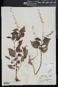 Circaea canadensis image