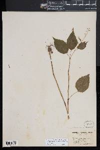 Circaea canadensis image