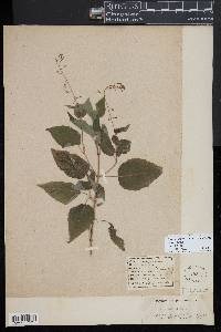 Circaea canadensis image