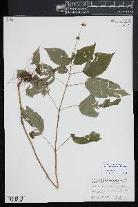 Circaea canadensis image