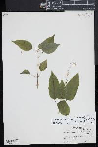 Circaea canadensis image