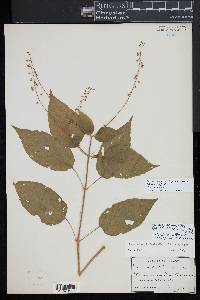 Circaea canadensis subsp. quadrisulcata image