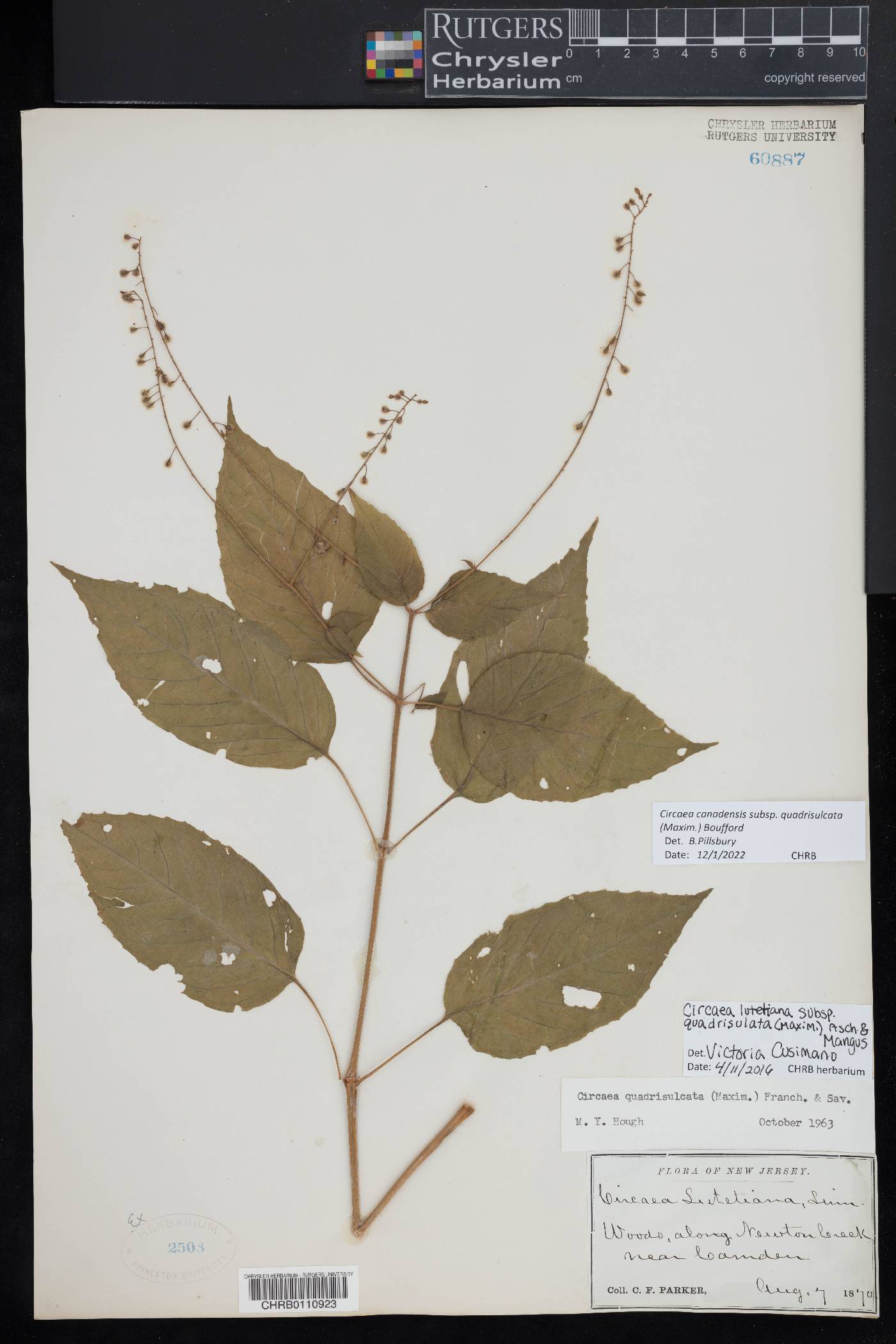 Circaea canadensis subsp. quadrisulcata image