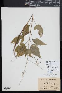 Circaea canadensis image