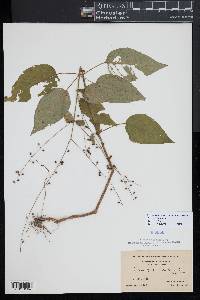 Circaea canadensis image