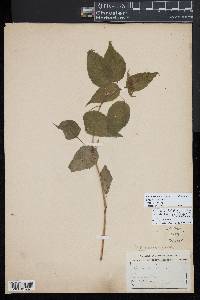 Circaea canadensis image