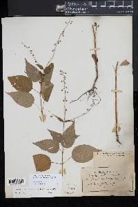 Circaea canadensis image