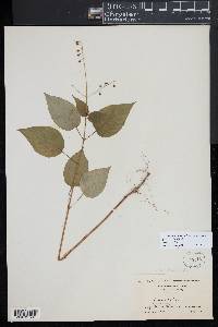 Circaea canadensis image