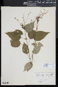 Circaea canadensis image