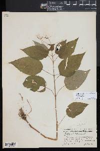 Circaea canadensis image