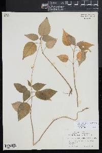 Circaea canadensis image