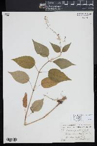 Circaea canadensis image