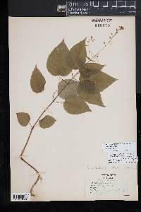 Circaea canadensis image