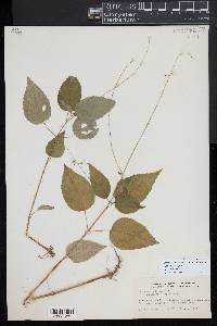 Circaea canadensis image