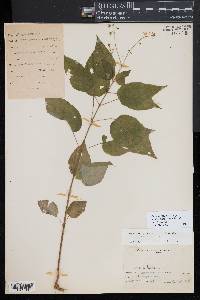 Circaea canadensis subsp. quadrisulcata image