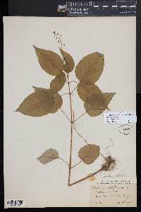 Circaea canadensis subsp. quadrisulcata image