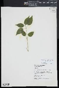 Circaea canadensis image