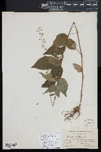 Circaea canadensis image