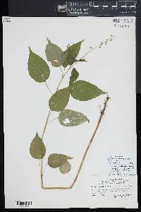 Circaea canadensis image