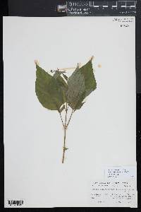 Circaea canadensis image