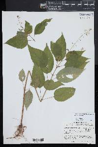 Circaea canadensis image