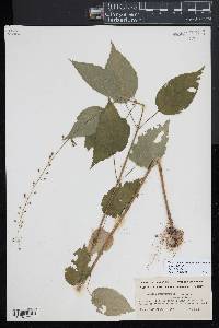 Circaea canadensis image