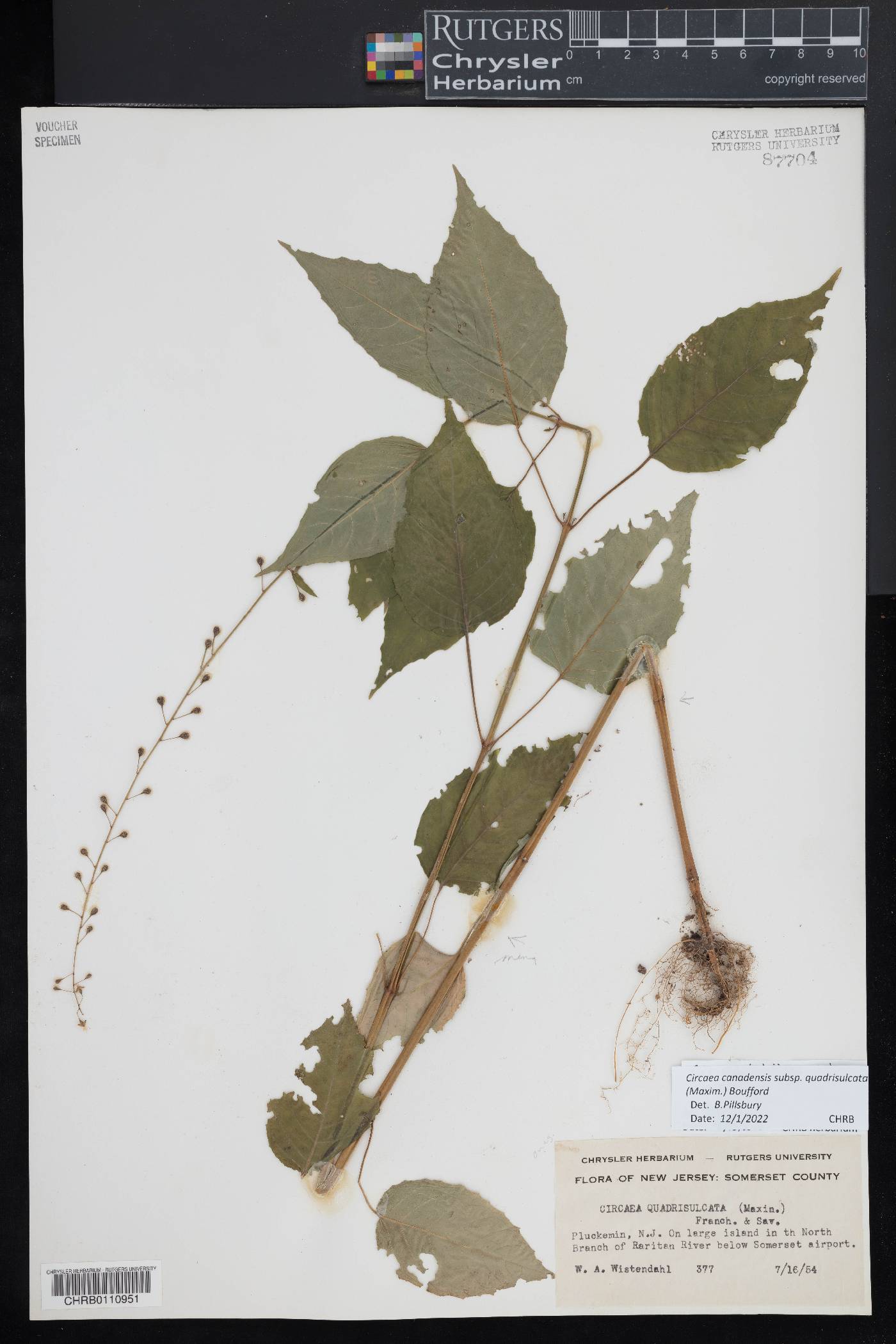 Circaea canadensis subsp. quadrisulcata image