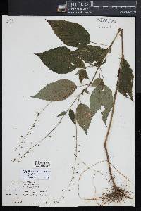 Circaea canadensis image