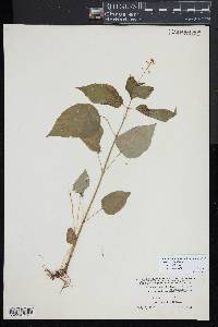 Circaea canadensis image